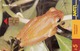 URUGUAY - Rana Rayada (Animal Frog), TC 100a, 5 $ , Tirage 200.000, Used - Uruguay