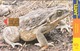 URUGUAY - Sapo Grande (Animal Frog), TC 102a, 5 $ , Tirage 200.000, Used - Uruguay