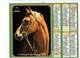 Lot 5 Grand Calendrier P.T.T. Facteur 1986-1992- 1980- 1986- 2001 - Chien Loup Berger Allemand Cheval Chat Shetland - Tamaño Grande : 1981-90