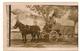 Syrie - Damas - Carte Photo - RARE - Escadron De Train - Attelage  -  Carte Photo -  CPA° - Syrie