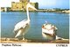 Chypre - Cyprus - Paphos Pelican - Chypre