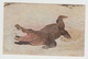 Crocodile Alligator - Animal -  Postcard Written In 1971 - Stamp & Postmark - 2 Scans - Other & Unclassified