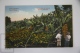 Antique Postcard Canary Islands - Gran Canaria Las Palmas - Bananas Plantation - Gran Canaria