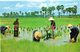 Cultivation Of The Rice In Thailand - Making The Tender Rice Plante Into Sheaves For Replanting - Small Format - Tailandia