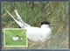 G367- Benin 1989 Maxi Cards Roseate Tern Birds. WWF. W.W.F. - Maximum Cards