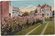 1910 - A Rose Hedge. ( Tacoma To Maastricht, Holland  - (WA., USA)  - 1910 - Tacoma