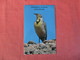 Meadowlark  Wyoming > Ref 2940 - Birds