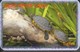 Delcampe - TURTLE SET OF 8 PHONE CARDS - Schildpadden