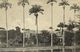 Barbados, B.W.I., Codrington College, Lake, Palm Trees (1912) Plimmer's Stores - Barbados