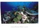 (135) Australia - QLD - Great Barrier Reef (with Olympic Stamp At Back Of Card) - Great Barrier Reef