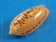 Oliva Tigridella Philippines 15,8mm GEM  N16 - Coquillages