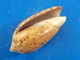 Oliva Tigridella Philippines 15,8mm GEM  N16 - Schelpen