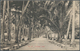 06364 Malaiische Staaten - Penang: 1907, Ppc Showing "Coconut Lane" Bearing 3 Cent Tiger From RAMPART Via - Penang