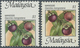 07512 Malaysia: 1986, Fruits $1 'Mangosteen' (Garcinia Mangostana) With SHIFTED PERFORATION To Bottom Resu - Malaysia (1964-...)