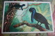 Amazonian Umbrellabird Bird - OLD Postcard 1968 - Oiseaux