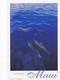 Postcard Maui Outrigger's Island Dolphins Off Molokini My Ref  B22564 - Maui