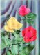 Roses 3 Couleurs - Lot.2025 - Stereoscope Cards