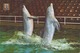 DOLFINARIUM BRUGGE DAUPHINS - Delfines