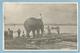 A044  CPSM  Post Card   BIRMANIE  -  Eléphant Transporté Sur Un Radeau   +++++++ - Otros & Sin Clasificación