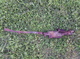 Delcampe - Waffen SS MG30(t) Neutralisé Destruct Wehrmacht - Decorative Weapons