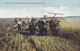 Postcard First Year On The Homestead Canadian North West Harvesting The Crop [ Farm / Farming Interest ] My Ref  B12106 - Cultivation