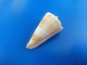 Conus Voluminalis Philippines 46,3mm F+++ - Coquillages