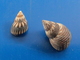 Littorina Angustior (2) Guadeloupe  9,3 Et 13,9mm GEM WO N5 - Seashells & Snail-shells