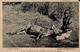 Kolonien Deutsch Ostafrika Gefleckte Hyäne 1911 II (Marke Entfernt, Stauchung, Ecken Beschäd) Colonies - Histoire