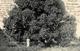 Kolonien Deutsch-Ostafrika Mango Baum Gelaufen Von Usumbura Nach Basel 1907 I-II Colonies - Histoire