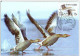 Belarus 2009 Fauna Bird Gray Goose Anser Anser Postal Stationry KM - Belarus