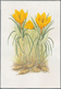 10237 Thematik: Flora, Botanik / Flora, Botany, Bloom: 1998, TAJIKISTAN: Native FLOWERS Three Different St - Autres & Non Classés