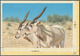 11027 Thematik: Tiere, Fauna / Animals, Fauna: 1982, Bahrain. Artist's Drawing For The Sixth 100f Value Of - Autres & Non Classés