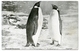 EMPEROR PENGUINS / POSTMARK - SYDENHAM S.O., LONDON, S.E. (DUPLEX) - Other & Unclassified