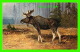 ANIMAUX - ORIGNAL -  MOOSE -  SERIE 406 - PAINTING - - Autres & Non Classés