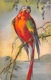 Illustration - Oiseau Perroquet - Vögel