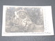 MALAYSIE - Carte Postale Photo - Statue Du Temple De Malang En 1906 - L 17118 - Malaysia