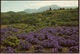 South-Africa  Flora  -  Ansichtskarte Ca.1989    (8595) - Südafrika