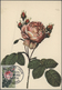 25091 Thematik: Flora-Rosen / Flora-roses: 1960/2000 (approx), Various Countries. Bouquet Of 96 Roses (col - Roses