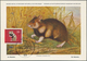 25762 Thematik: Tiere-Nagetiere / Animals-rodents: 1960/2000 (approx), Various Countries. Accumulation Of - Roditori