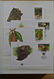 Delcampe - 25901 Thematik: WWF: Stockbook With MNH Sets And FDC's With WorldWildlifeFund Stamps. - Autres & Non Classés