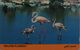 Oman - Flamingos - 7OMNC - 11.1991, 20.000ex, Used - Oman