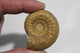 Ammonite Cadomites Bajocien Jurassique Moyen Calvados Normandie 14 Fossile - Fossiles