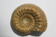 Ammonite Cadomites Bajocien Jurassique Moyen Calvados Normandie 14 Fossile - Fossiles