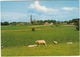 Ossendrecht - Panorama : Schapen, Kerk - Other & Unclassified