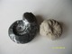 Lot De 2 Ammonites 100 Grs - Fossilien