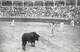 Corride - Appel Aux Banderilles - Corrida Tauromachie Torero Matador - Corrida