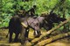 CARTOLINA - POSTCARD - THAILANDIA - ELEPHANTS WORKING IN FOREST CHIENGMA I NORTH THAILAND - Tailandia