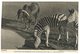 (850) Older Postcard - Zebra - Zebra's