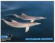 (555) Australia - Dolphins - Outback