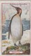 GALLAHER - ANIMALS & BIRDS OF COMMERCIAL VALUE (1921) - PENGUIN  1/100 - Gallaher